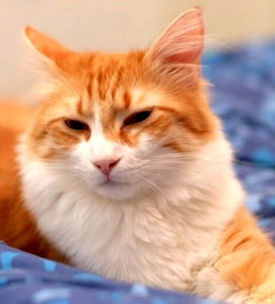 Banyak hewan yang dapat dijadikan peliharaan, satu di antaranya kucing, yang kerap bertingkah lucu. 92 Foto Gambar Kucing Oranye Lucu Terlihat Keren