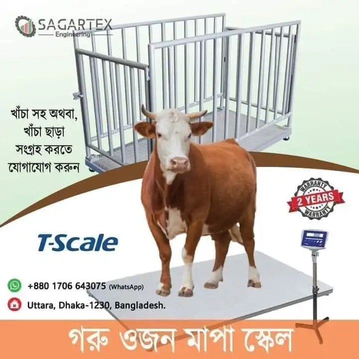 Animal Weighing Machine , Animal Weighing Scales for Sale , Animal Weight Machine , beat cattle scale , Best Cattle Weigh Scales , best cattle weight scale , Best Scales to Weigh Cats , cattle scale , cattle scale near me , cattle scale supplier , Cattle Weighing Equipment , Cattle Weighing Machine , Cattle Weighing Platform , Cattle Weighing Scales , Cattle Weighing Scales for Sale , Cattle Weighing Systems , Cattle Weight Machine , cattle weight scale , cattle weight scale bd , cattle weight scale near me , cattle weight scale price in bangladesh , cattle weight scale supplier near me , Cattle Weight Scales For Sale , Cow on a Scale , Cow Scale , Cow Weighing Machine , Cow Weighing Scales , Cow Weight Machine , Cow Weight Scale , Cows Withdrawal Scale , Digital Animal Scales , Digital Calf Scale , Digital Cattle Scale , Digital Cattle Weighing Scales , Digital Scale for Animals , Electronic Cattle Weighing Scales , Goat Weighing Machine , Goat Weight Machine , Goat Weight Scale , Large Animal Weighing Scales , Rabbit Weight Scale , Sheep Weighing Scales , Weighing Animals , Weighing Cattle , Weighing Scale for Cows , Weighing Scale for Goats , Weight Machine for Animals , Weight Machine for Cow , Weight Machine for Goats