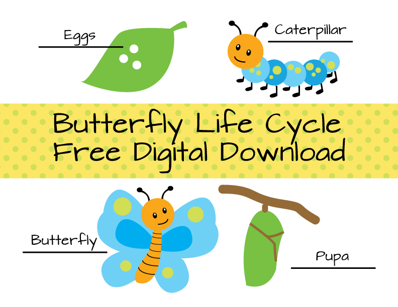 Erika Brent Sage & Zoo Butterfly Life Cycle Download