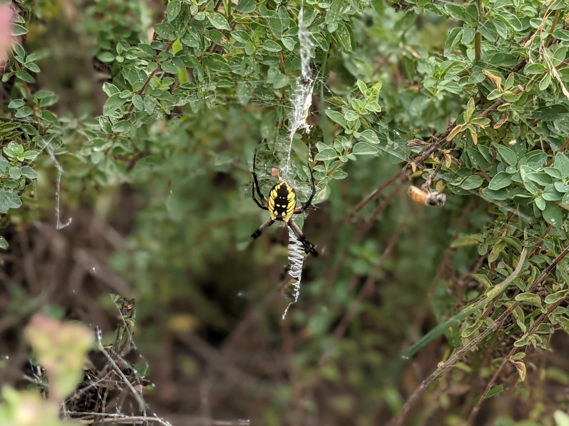 Zipper Spider in the Oregano | Sage's Acre