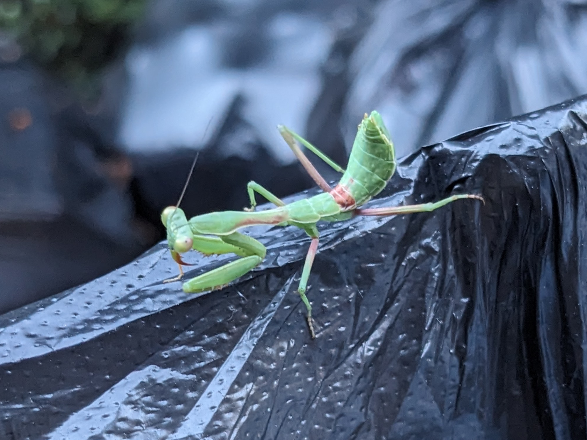 A praying mantis on a black plastic bag