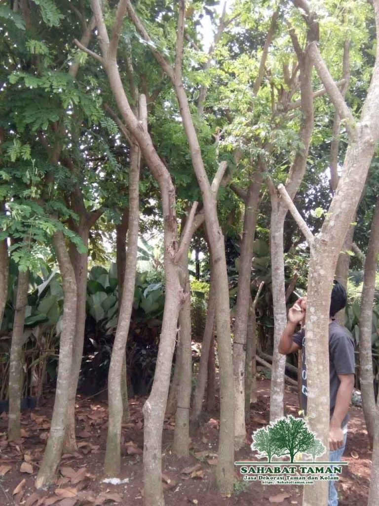 Daun pohon trembesi ini memiliki ciri yang unik jika diperhatikan satu setengah jam sebelum matahari terbenam, daunnya akan mengkerut dan kembali seperti semula . Jual Pohon Trembesi Harga Tanaman Trembesi 2019 Sahabat Taman