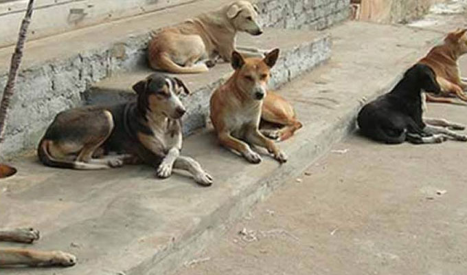 The death of a child in southern Libya brings the issue of stray dogs back to the forefront and sparks widespread anger