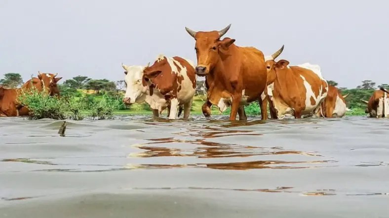 موريتانيا.. أمطار متفاوتة على عدة مناطق موريتانيا.. أمطار متفاوتة على عدة مناطق