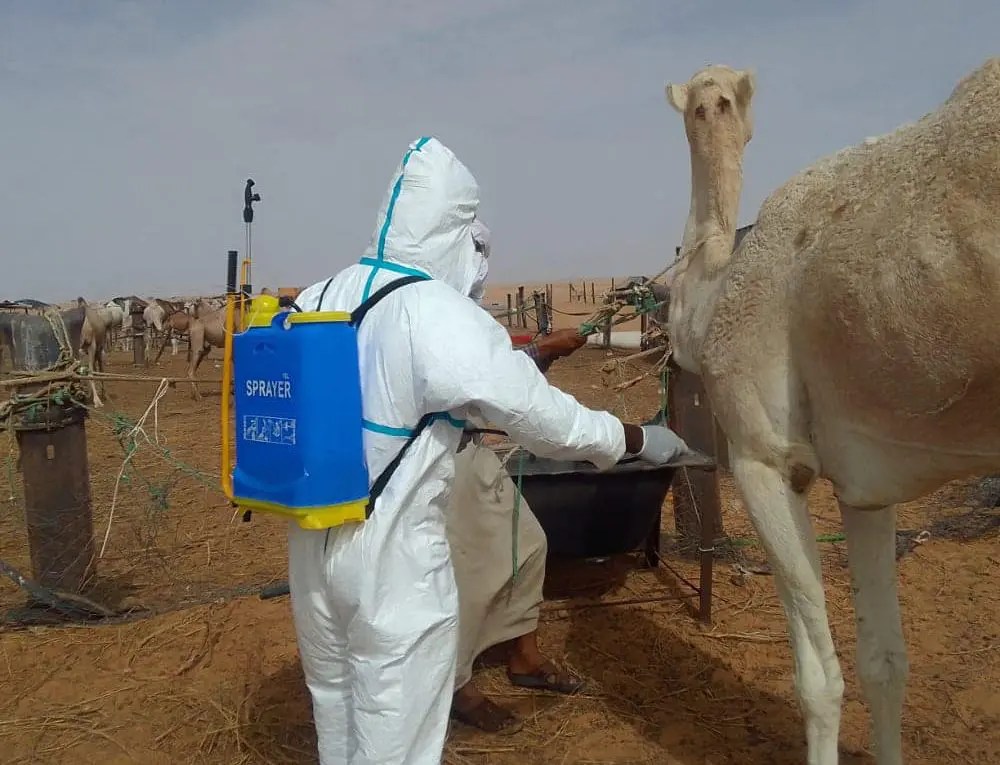 السنغال تسجل 7 حالات وفاة بسبب حمى الوادي المتصدع