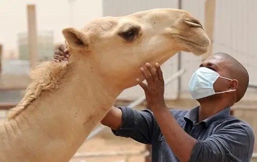 المتوفى بحمى الوادي المتصدع كان يقطن اركيز قبل انتقاله إلى روصو