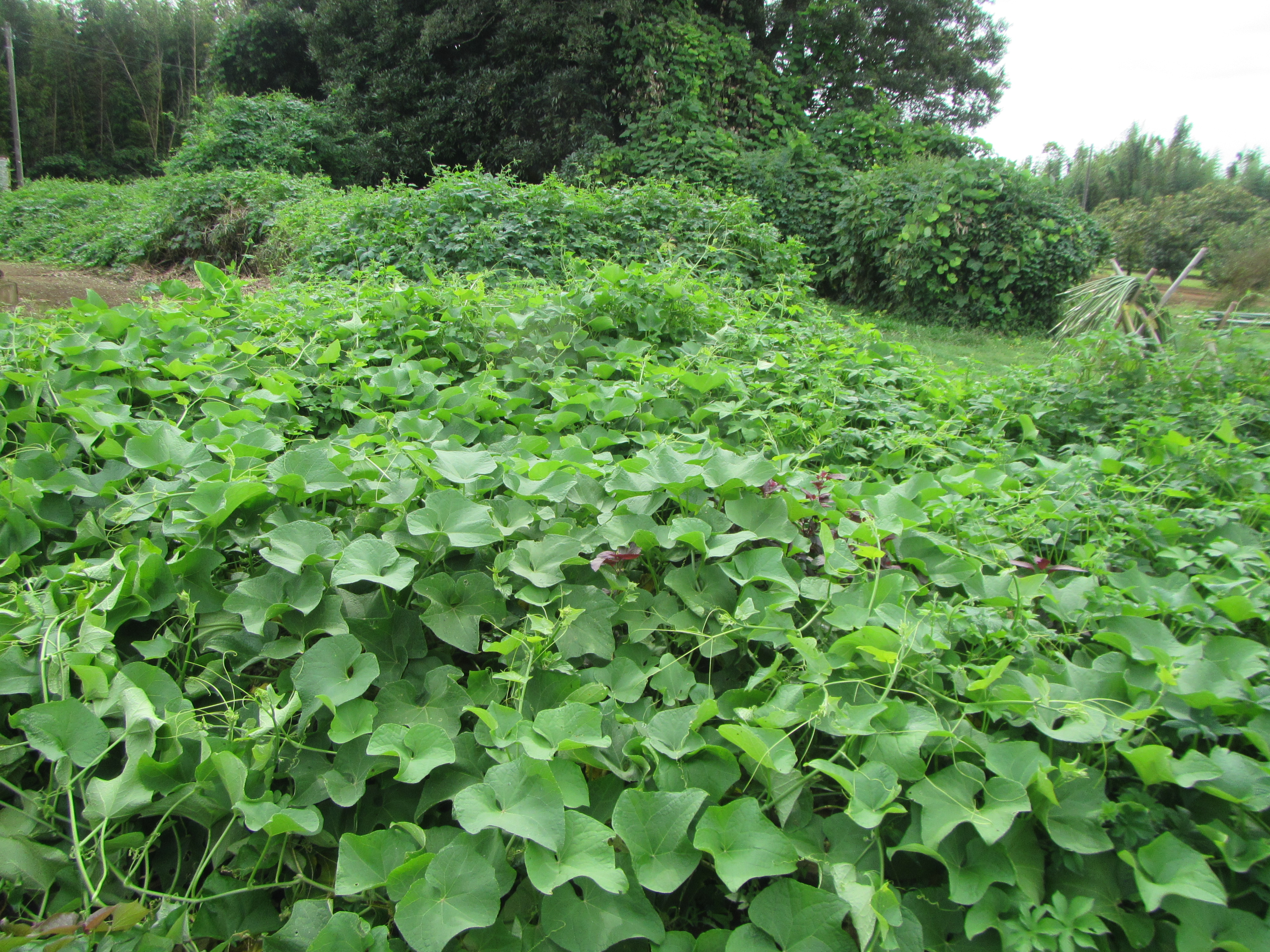 菜園おじさんのエコ野菜づくり | 有機・無農薬野菜づくりに挑戦して