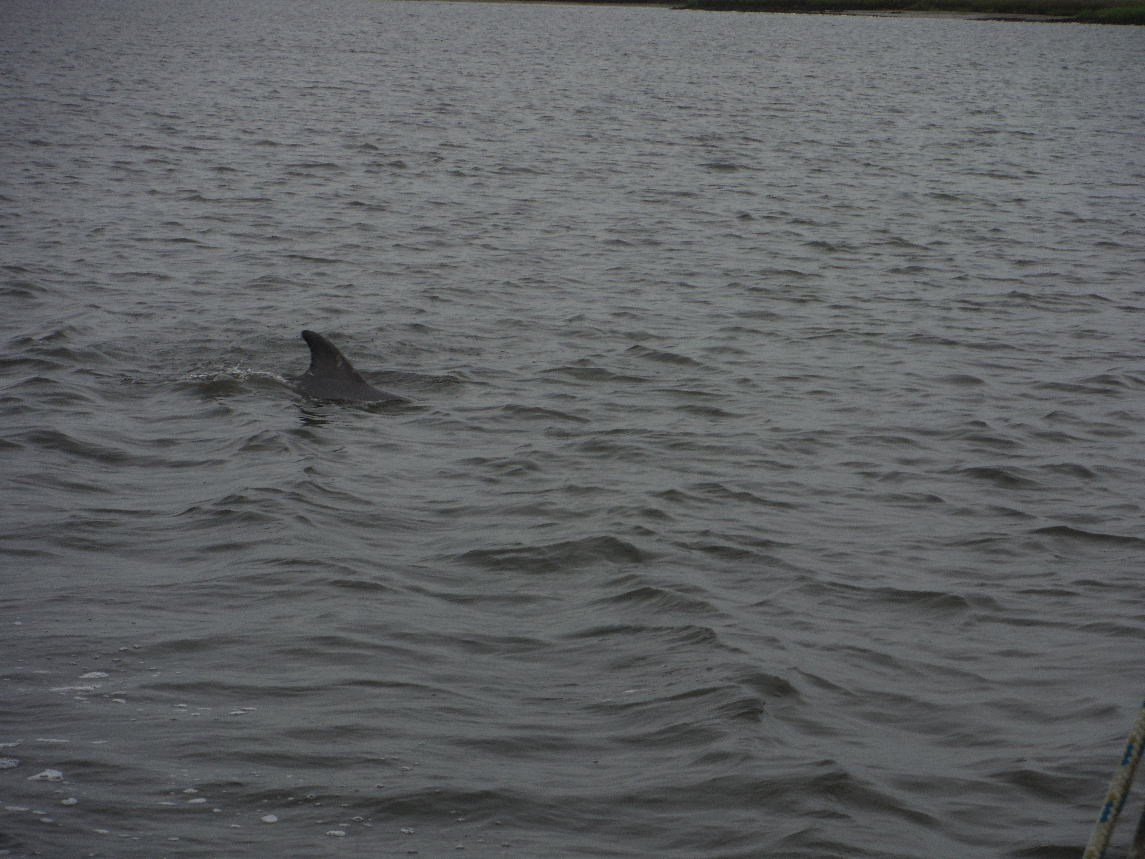 Dolphin