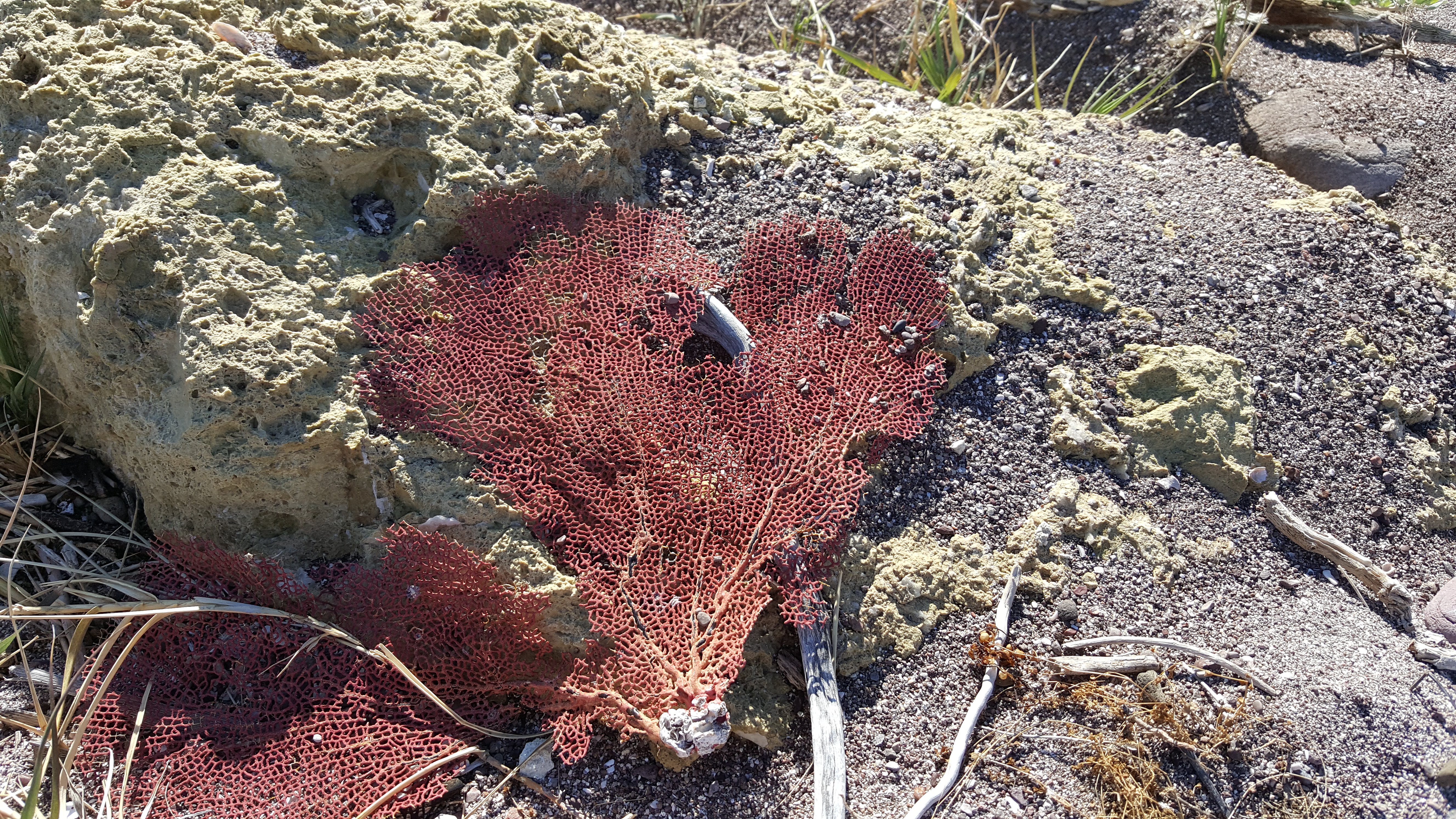 Fan coral at Bahia San Pedro, Mexico