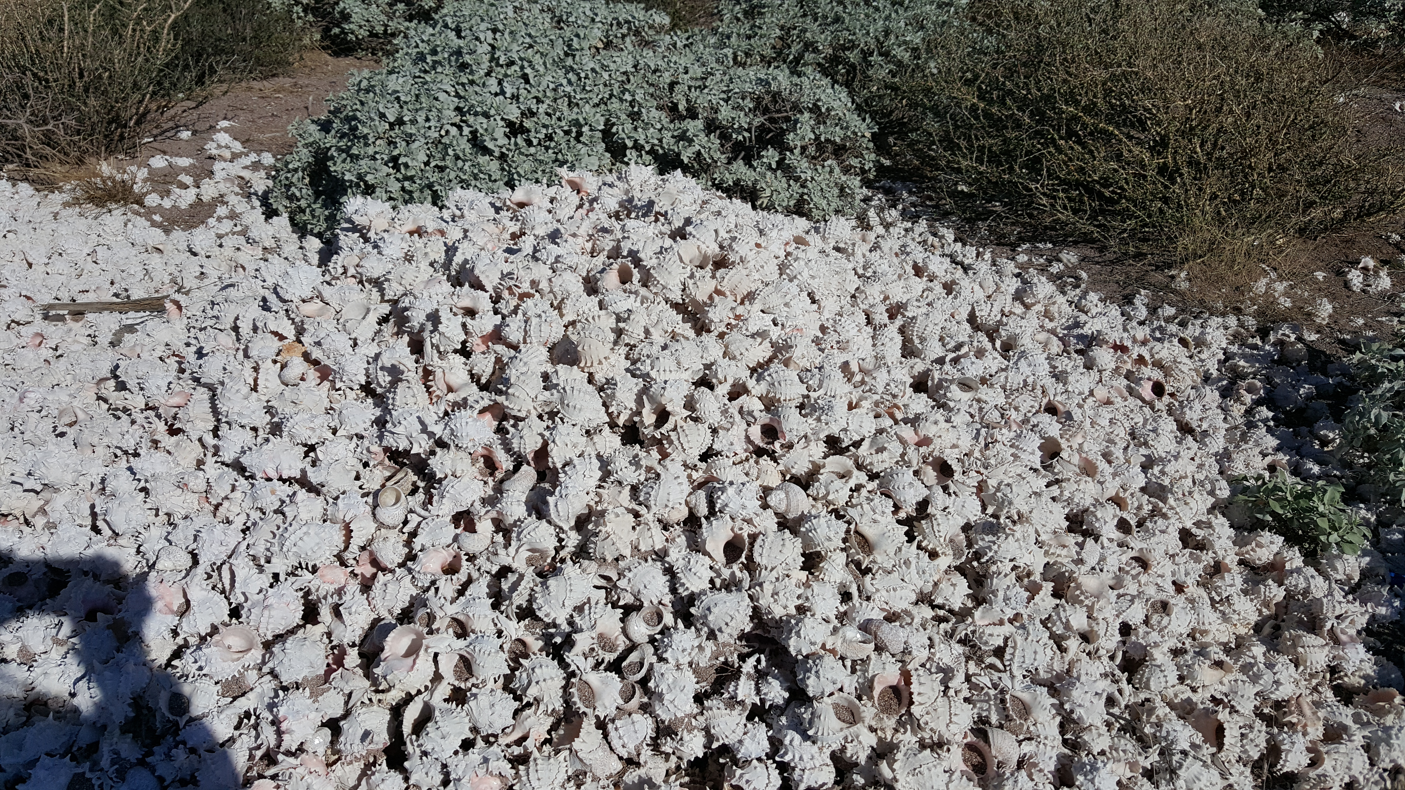 Sea shells on the beach at Bahia San Pedro