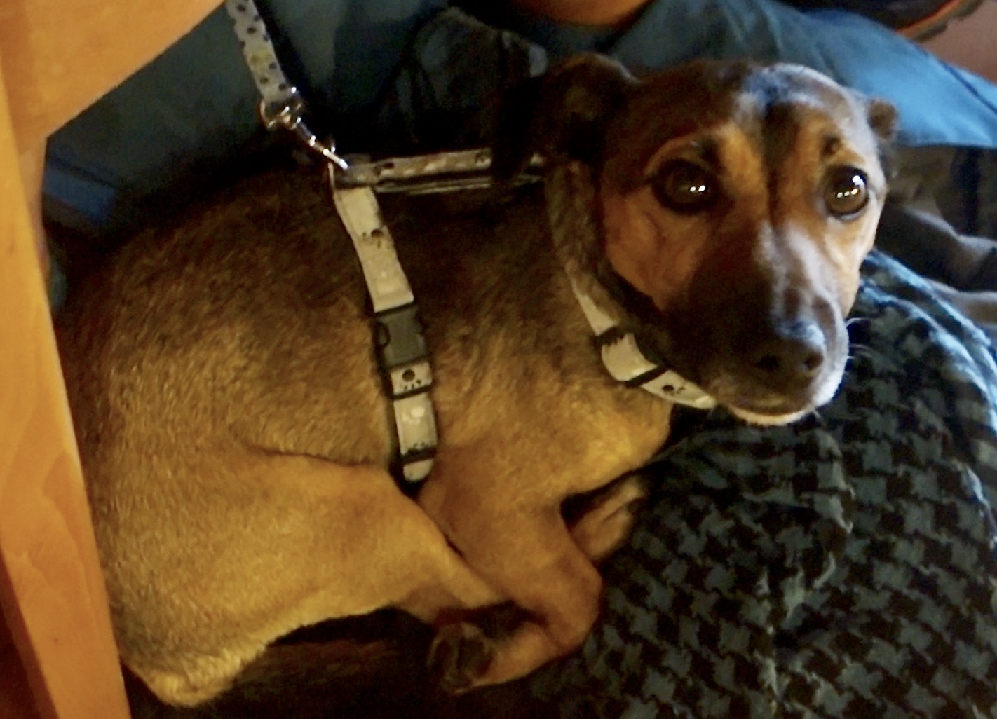 What Have People Abroad Been Like With Scrappy, Our Dog?