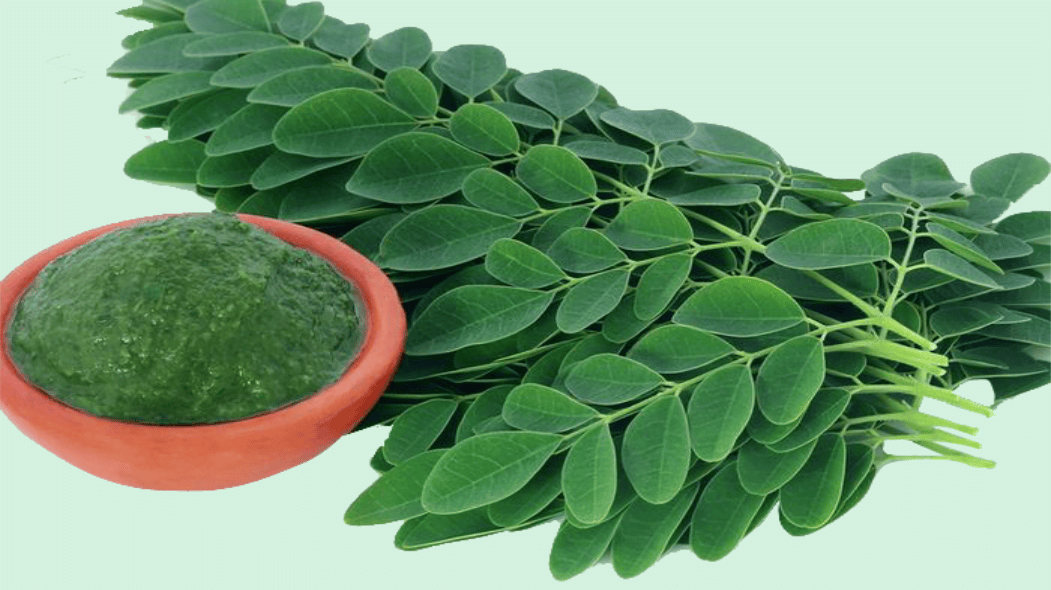 Khasiat daun kelor untuk kesehatan (LENGKAP)