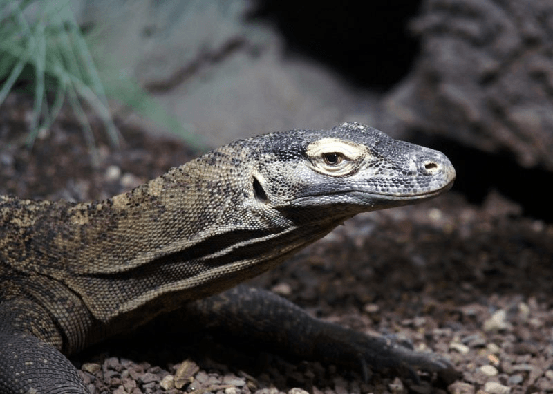 Hewan vertebrata ialah binatang yang mempunyai tulang belakang Apa itu Hewan Vertebrata? (Penjelasan dan Klasifikasinya)