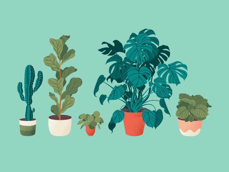 Daftar Jenis Monstera beserta Cara Merawatnya