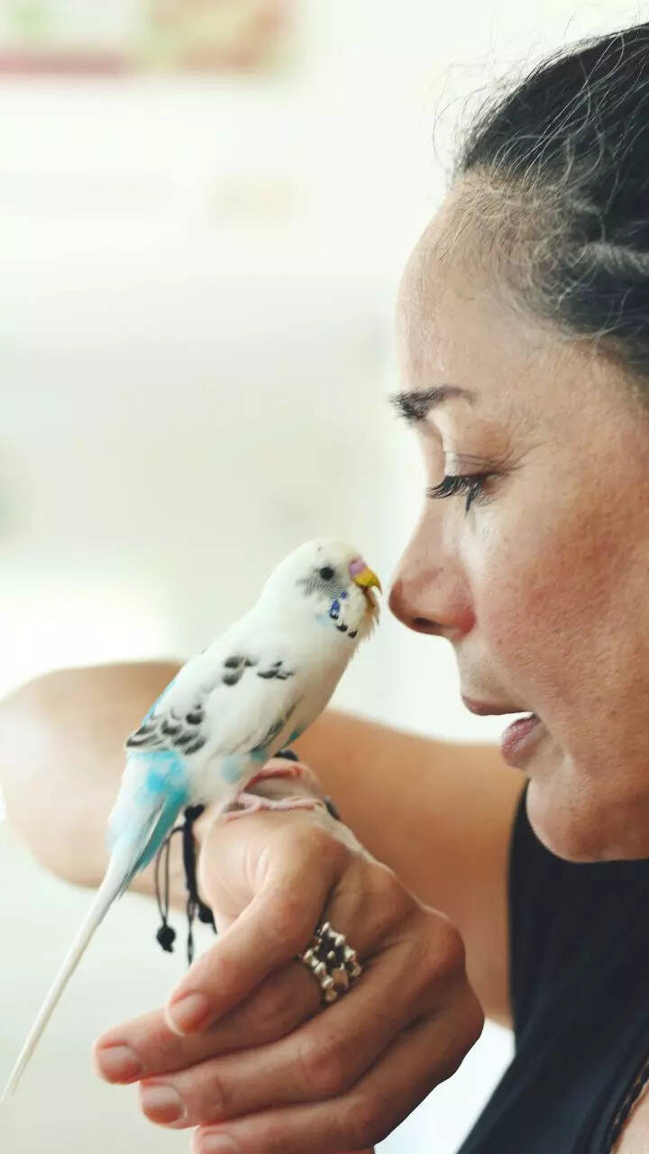 8 pet birds that can mimic human speech perfectly 8 pet birds that can mimic human speech perfectly
