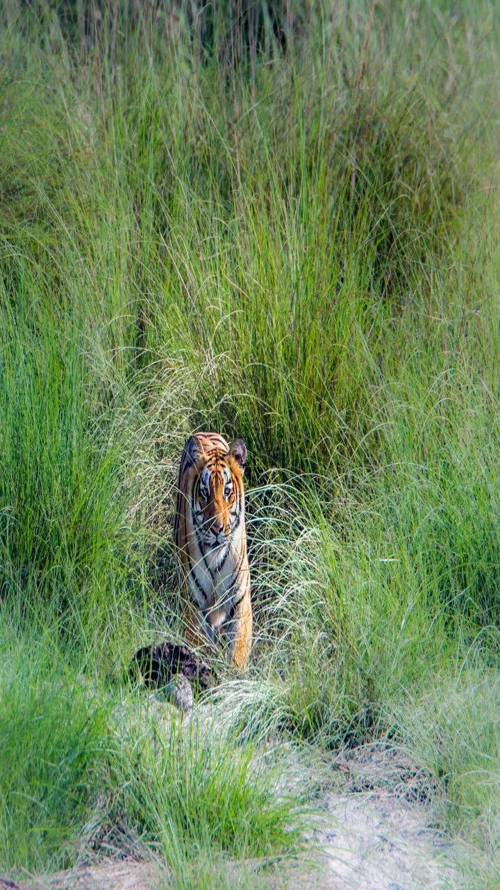 9 popular national parks in India perfect for September travels 9 popular national parks in India perfect for September travels