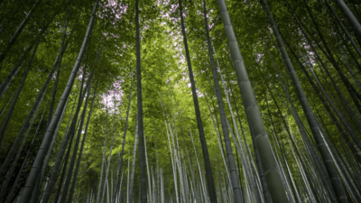 Record decrease in Brazil deforestation in 2024: Report | 2 Record decrease in Brazil deforestation in 2024 Report