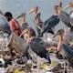 03SMSTORKS2