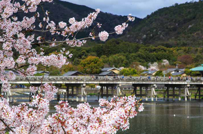 さくら名所100選にも選ばれている 京都嵐山の桜 京都観光スポット桜の見どころガイド