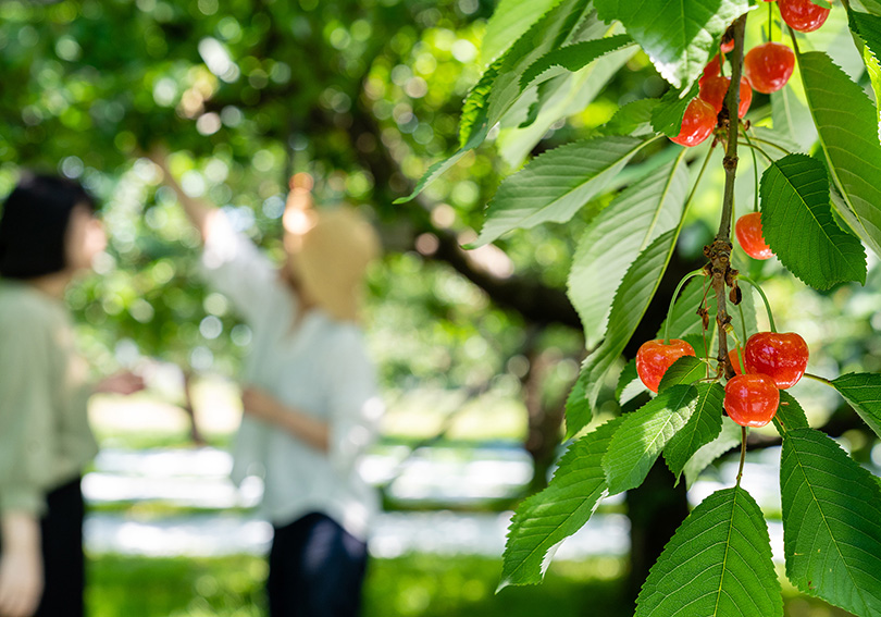 鈴木さくらんぼ園 » さくらんぼ狩りのご予約スタート！