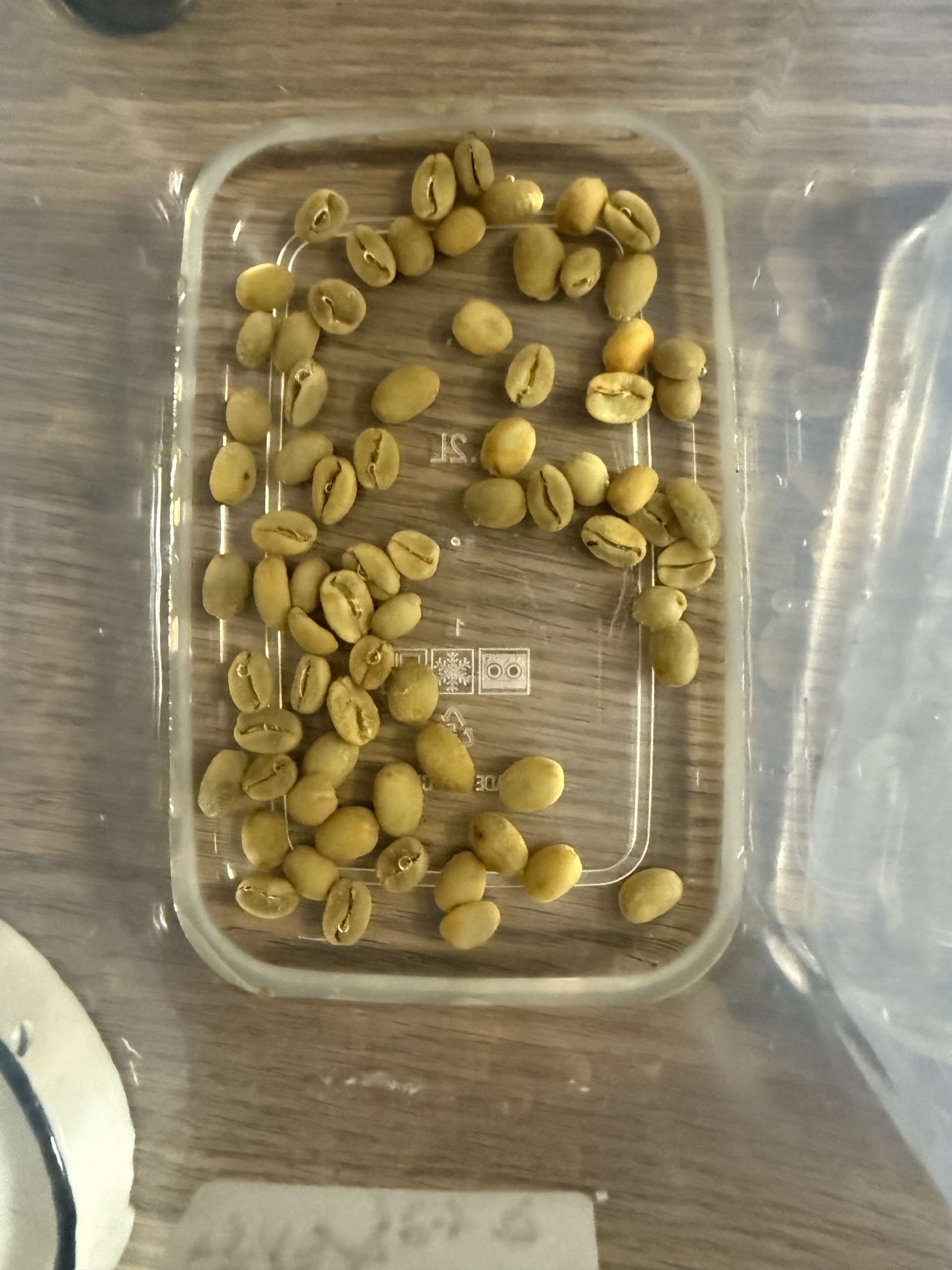 ゲイシャの生豆が発芽するか実験中