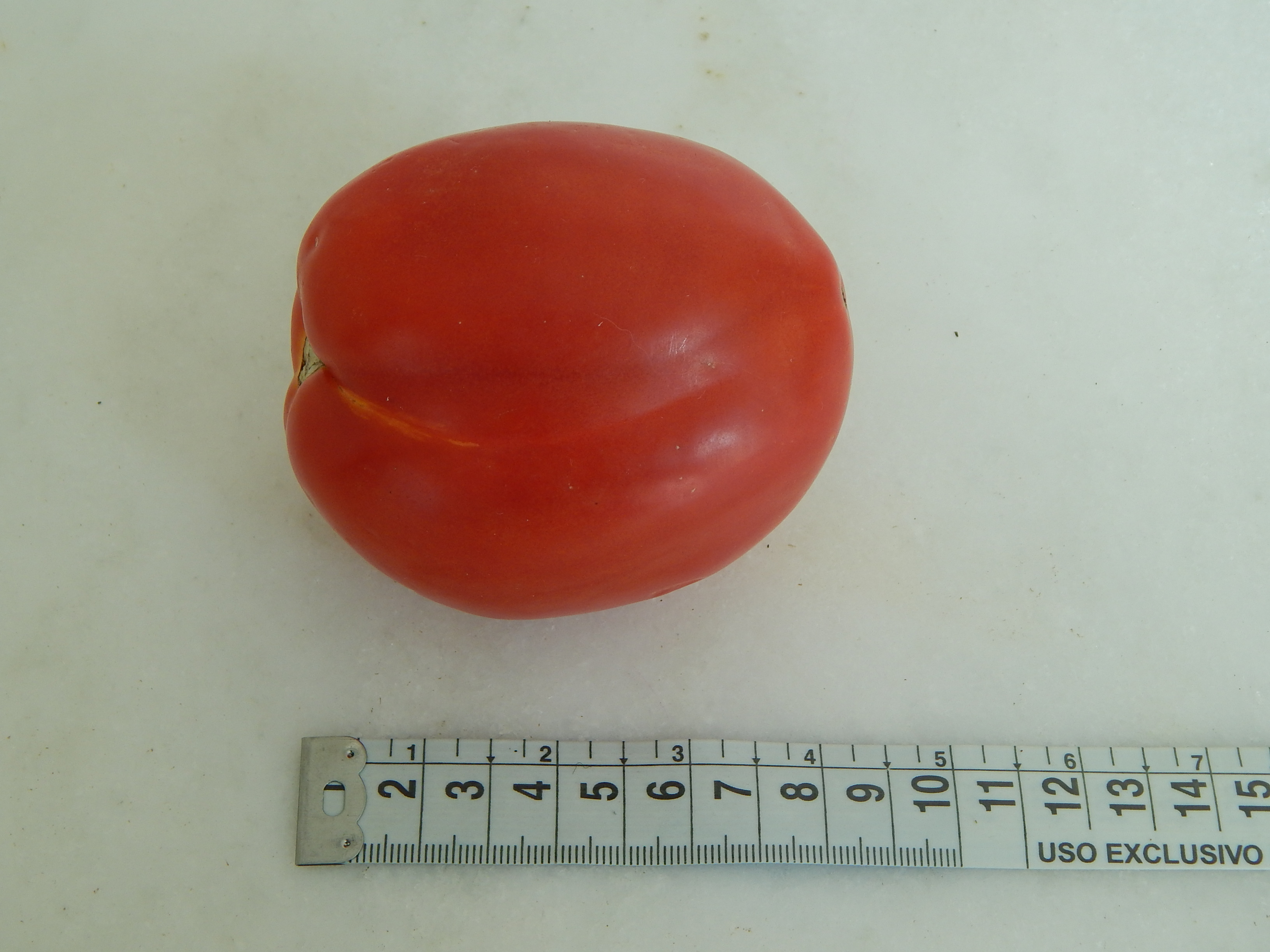 tomate médio