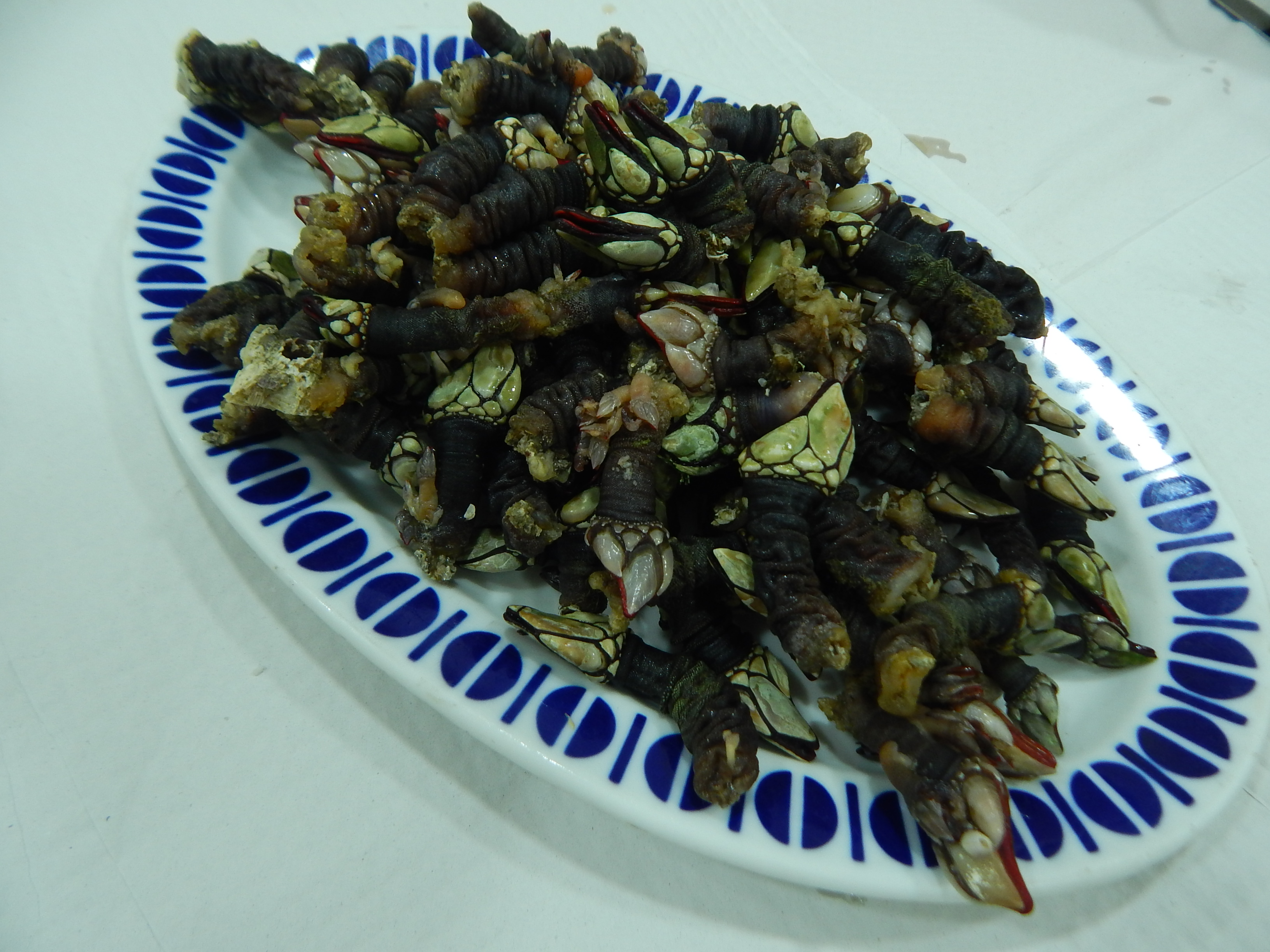 Percebes