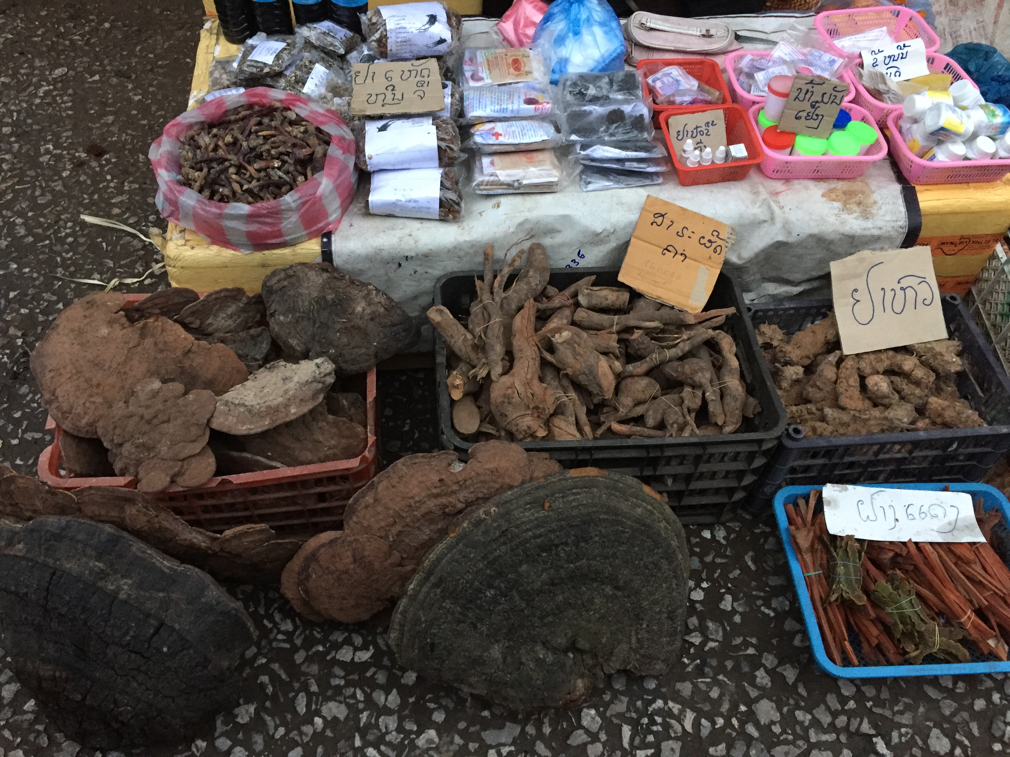 Família do gengibre