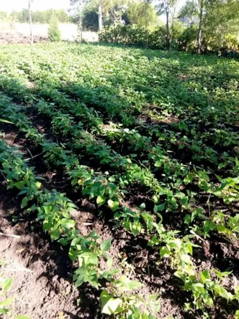 agriculture is the practice of cultivating plants and livestock. Agriculture Land For Sale In Pakistan Salebaba Com