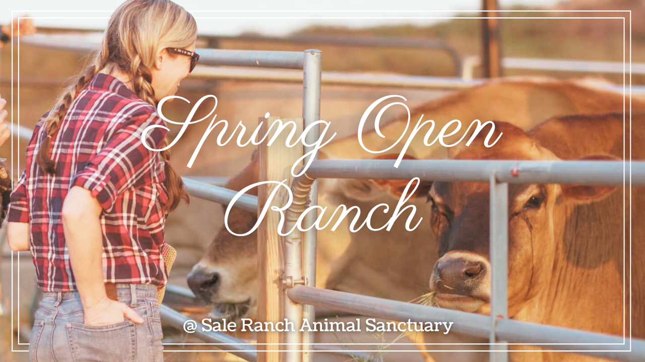 Spring Open Ranch at Sale Ranch Animal Sanctuary