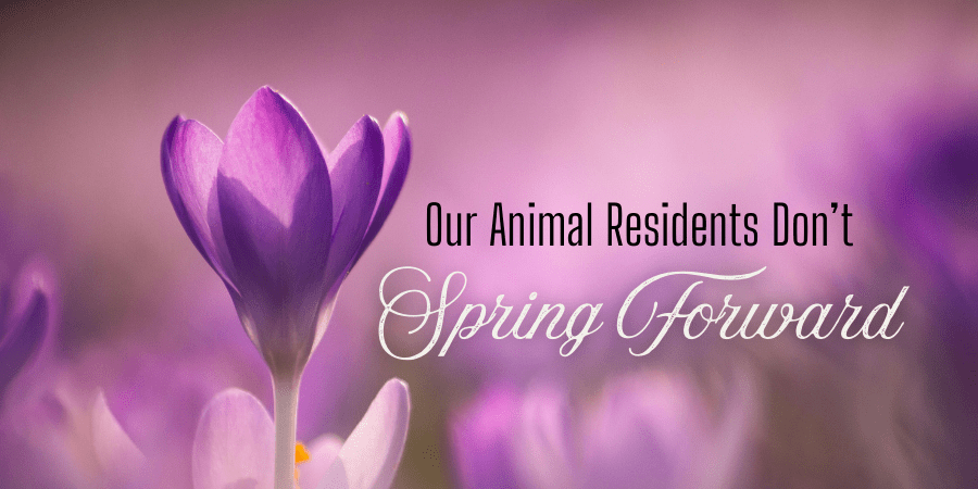 Our Animal Residents Don't Spring Forward with an image of purple spring flowers