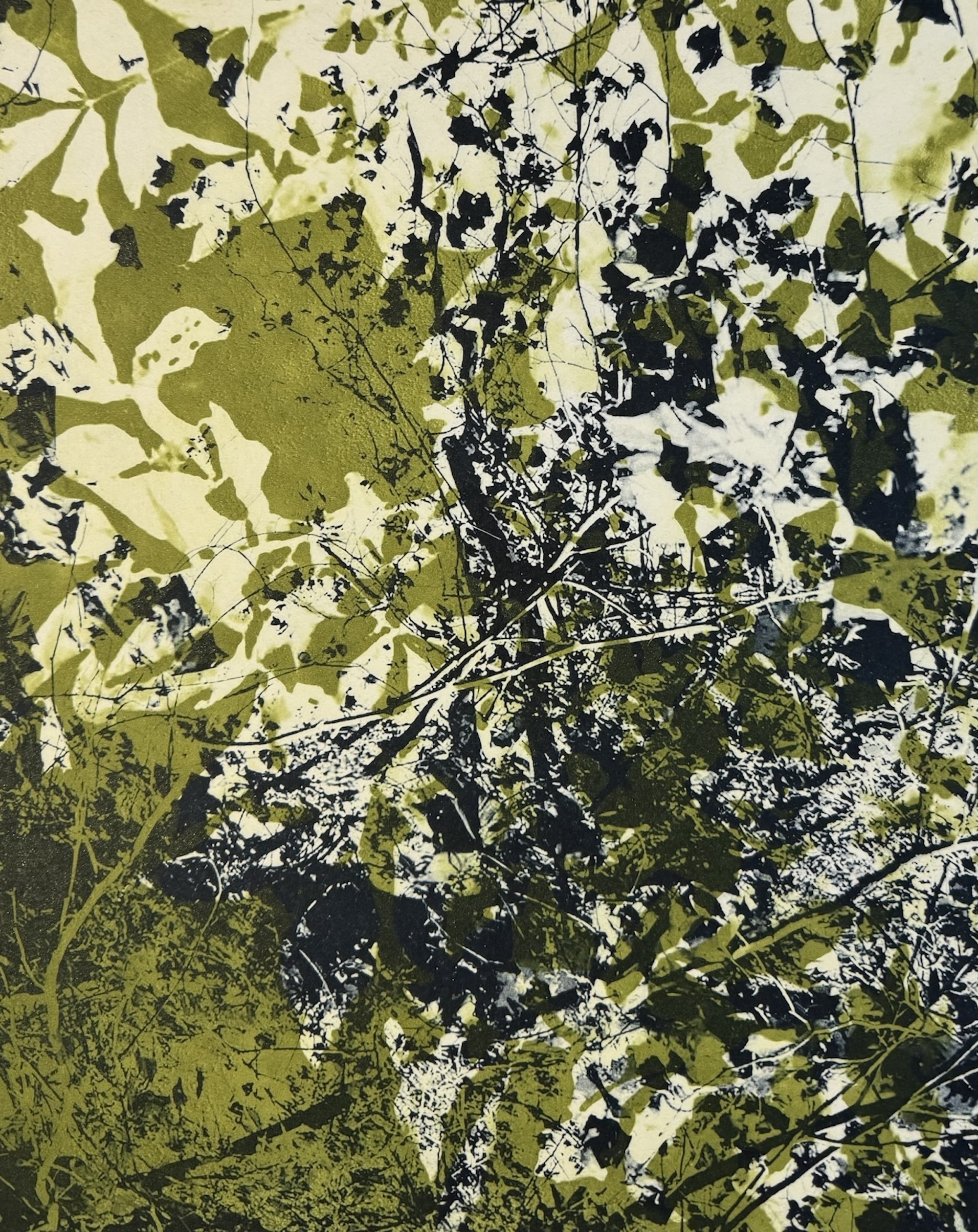 Bramble I, photopolymer intaglio, 15.5" X 12.5", 2025