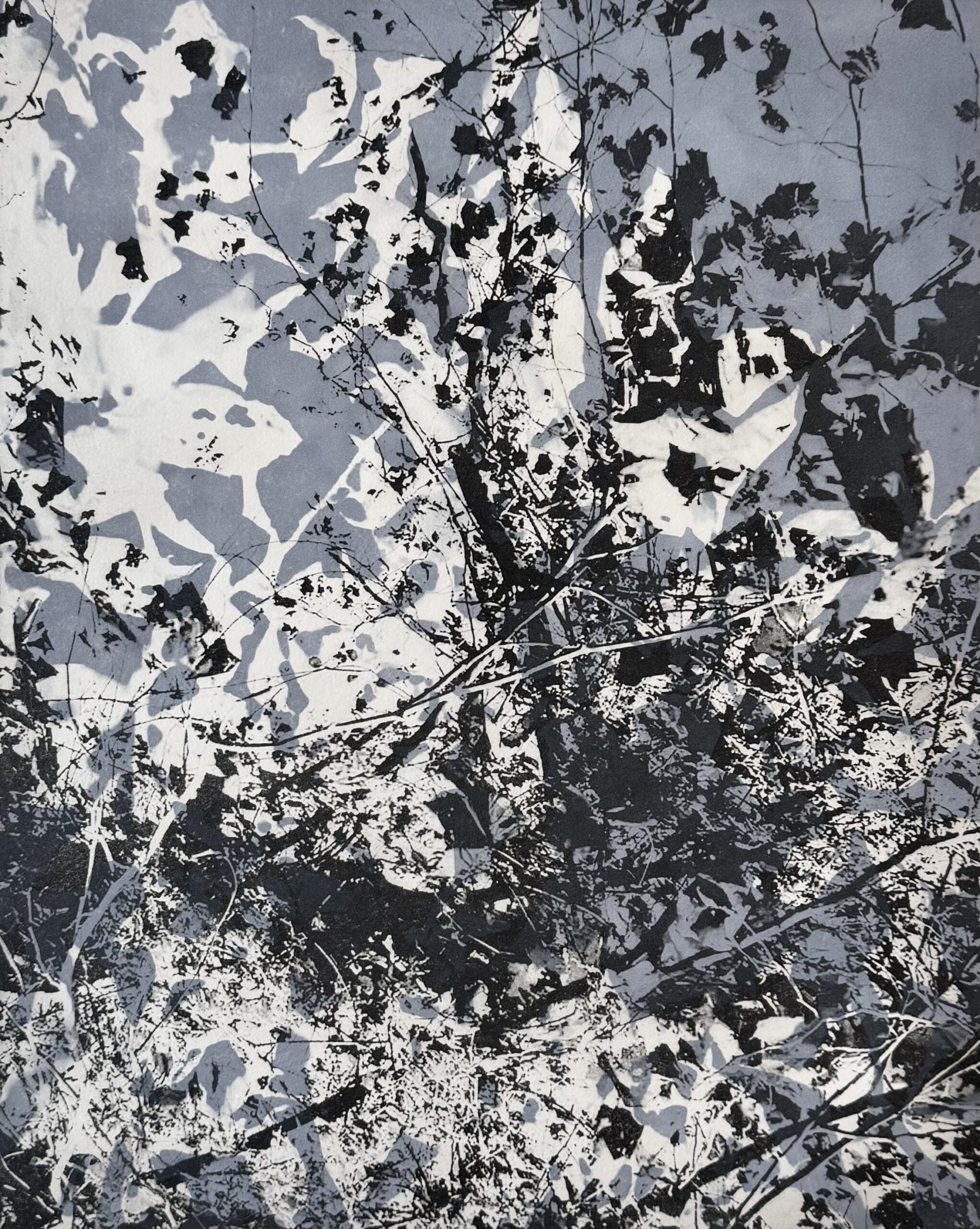 Bramble I, photopolymer intaglio, 15.5" X 12.5", 2025