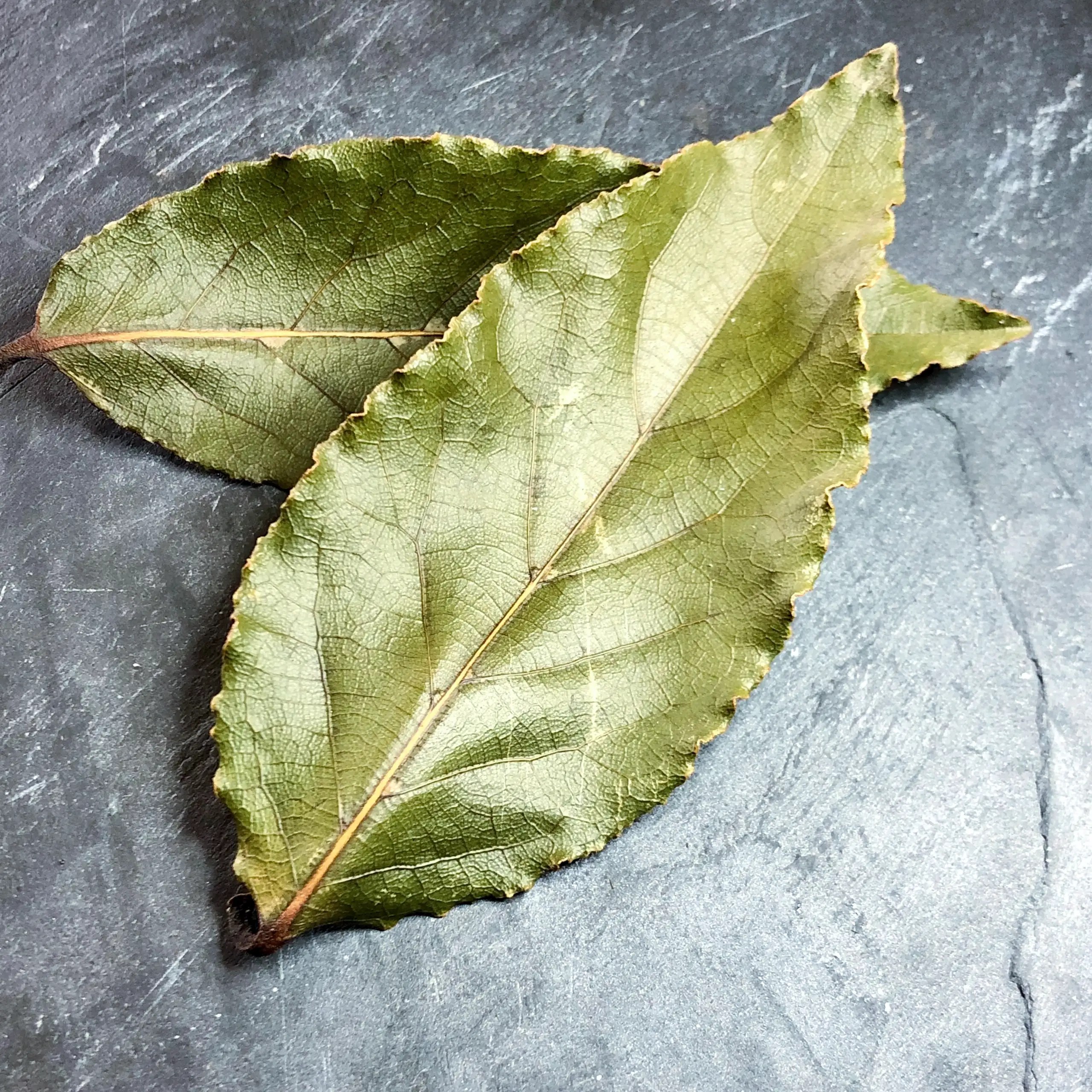 Authentique feuilles de laurier séchées • SaltiSimo — free download