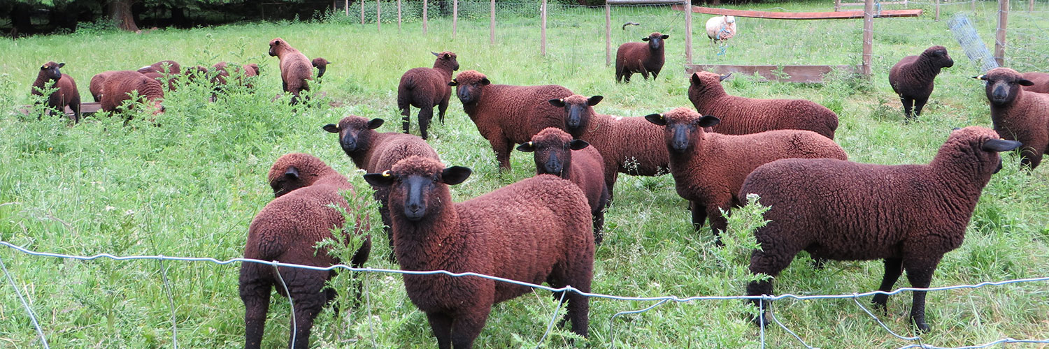 The sheep of the Salt Spring Island Weavers and Spinners Guild