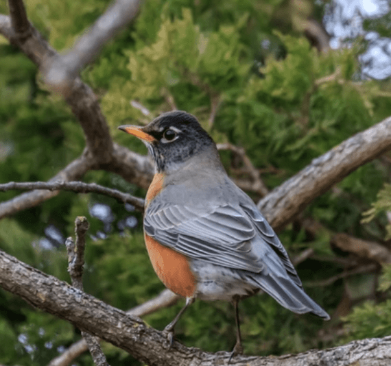 Robin