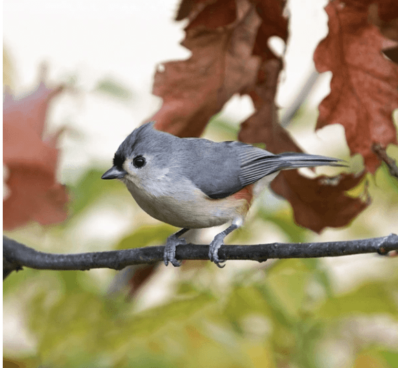 Tufted Titmouse