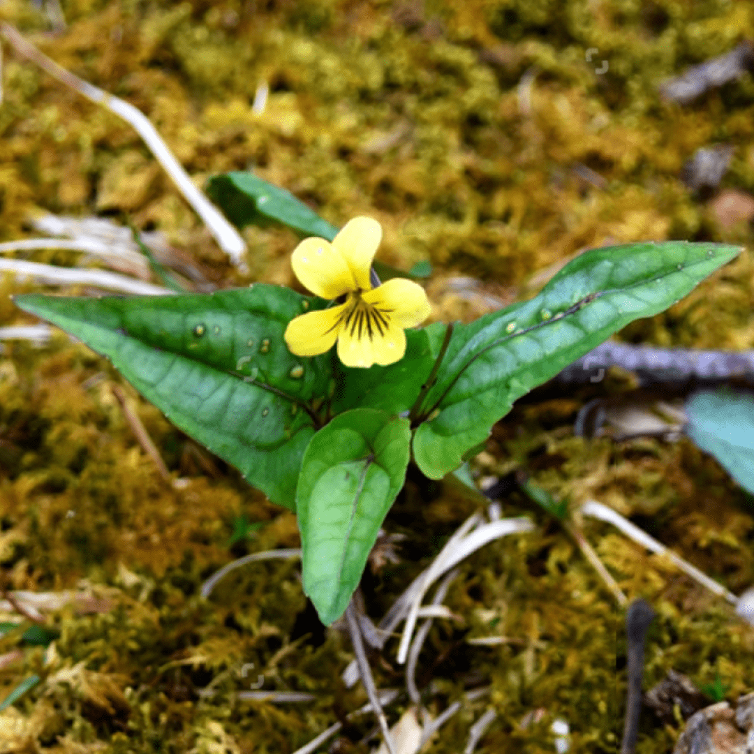 Halberd-Leaved Violet