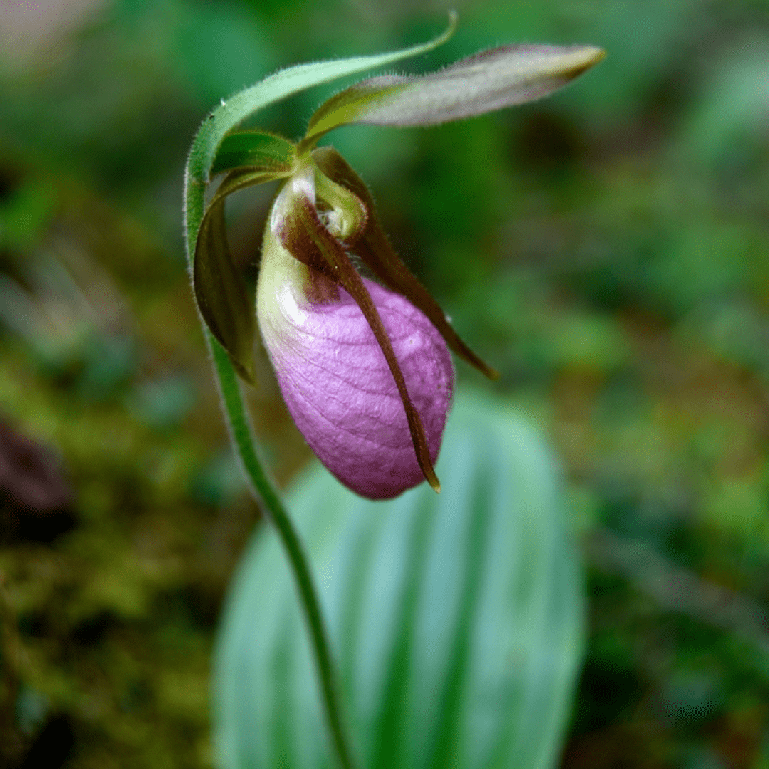 Pink Lady Slipper