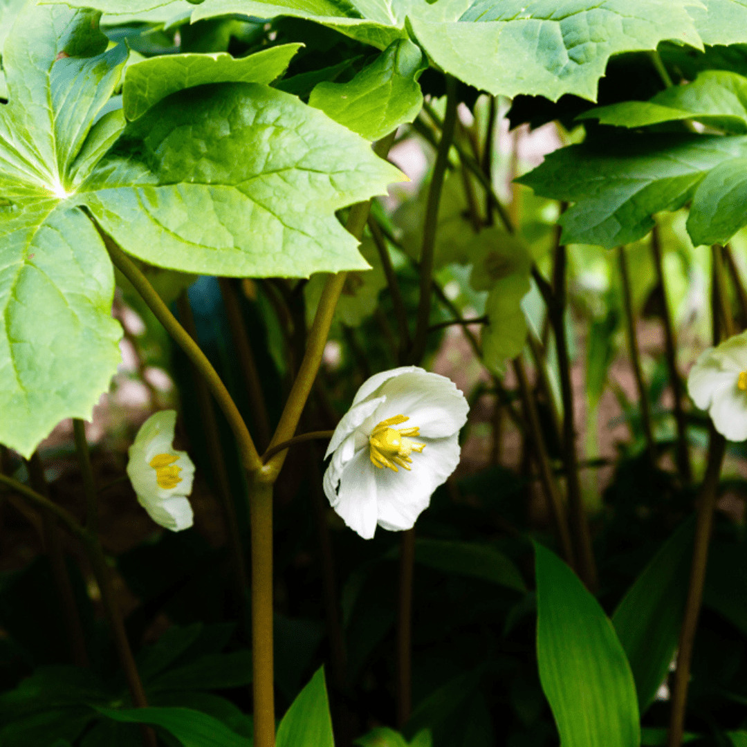 Mayapple