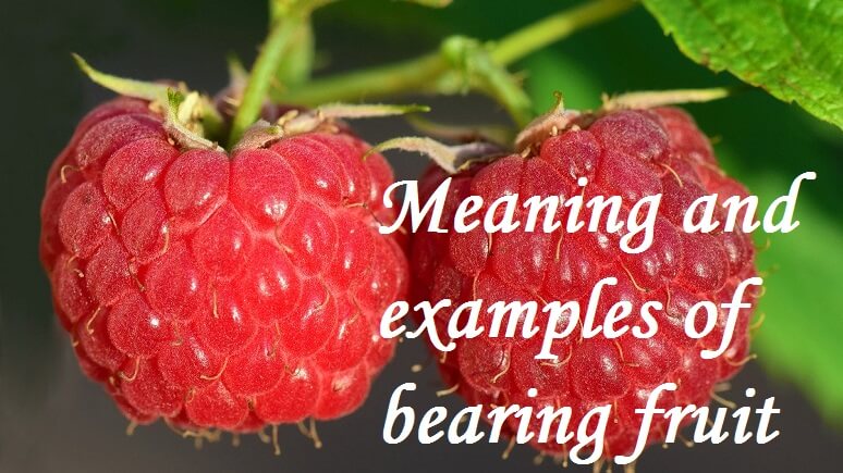 What is bearing fruit in the Bible? - SalvationCall