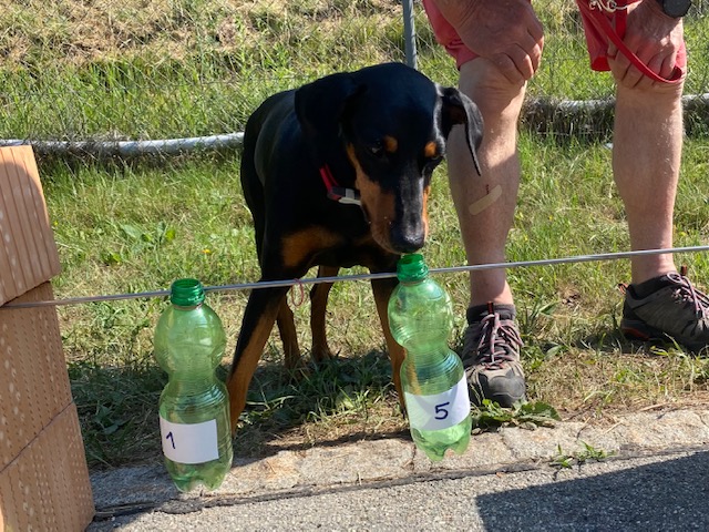 Sam Dogs - search and mantrailing - hundeschule