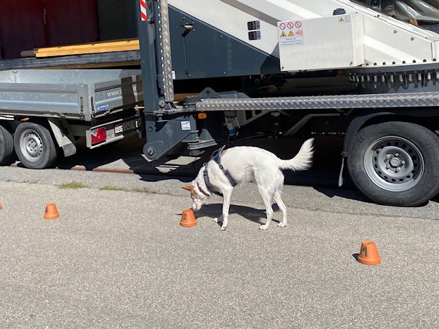 Sam Dogs - search and mantrailing - hundeschule