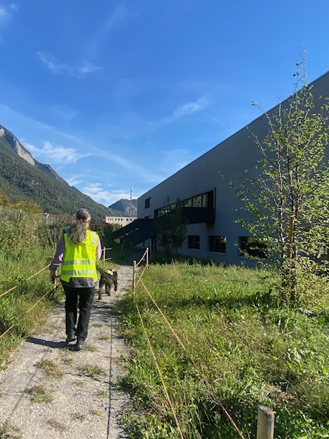 Sam Dogs - search and mantrailing - hundeschule