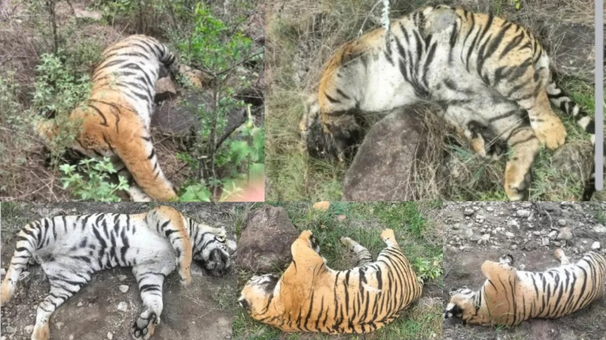 five tiger deaths