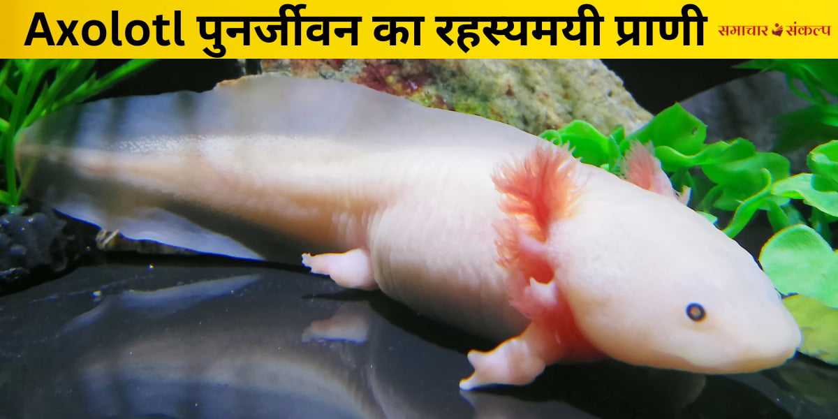 एक्सोलोटल्स की पुनर्योजी क्षमताओं की खोज ने पुनर्योजी चिकित्सा के क्षेत्र में महत्वपूर्ण रुचि पैदा की है। वैज्ञानिक एक्सोलोटल्स की पुनर्योजी प्रक्रिया को समझने के लिए काम कर रहे हैं, ताकि वे इन निष्कर्षों का उपयोग मानव चिकित्सा में लागू कर सकें।