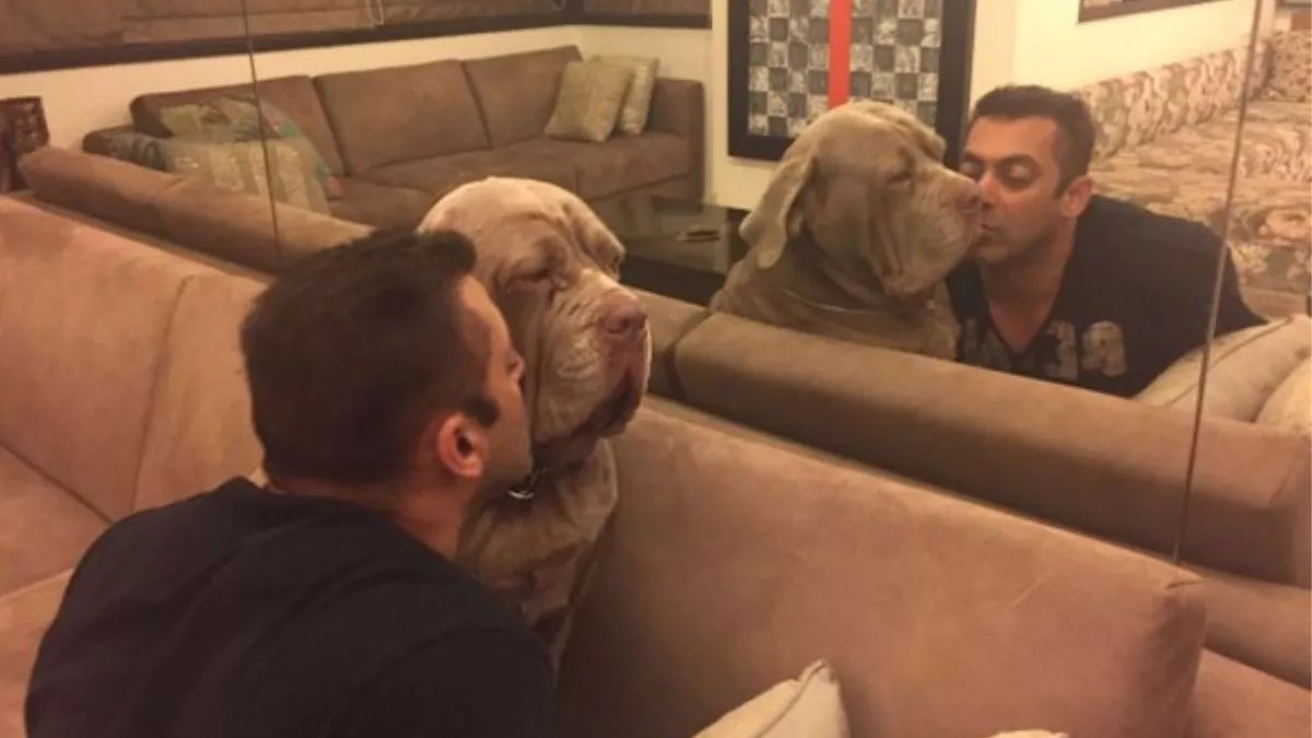 International Dog Day