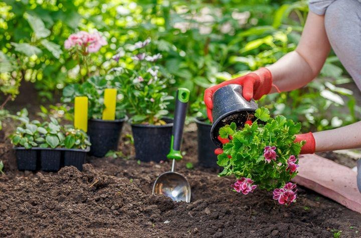Read more about the article Common Landscaping Mistakes You Must Avoid