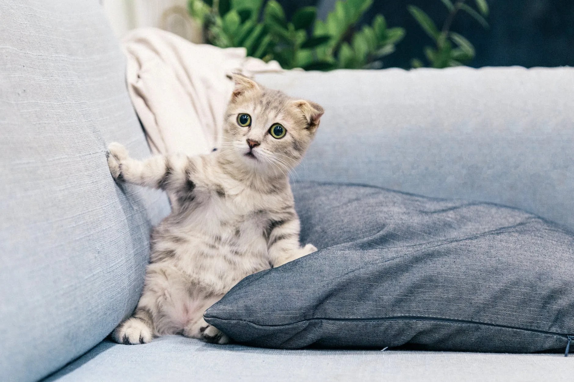 Allergic to your cat? Rub some dirt on it