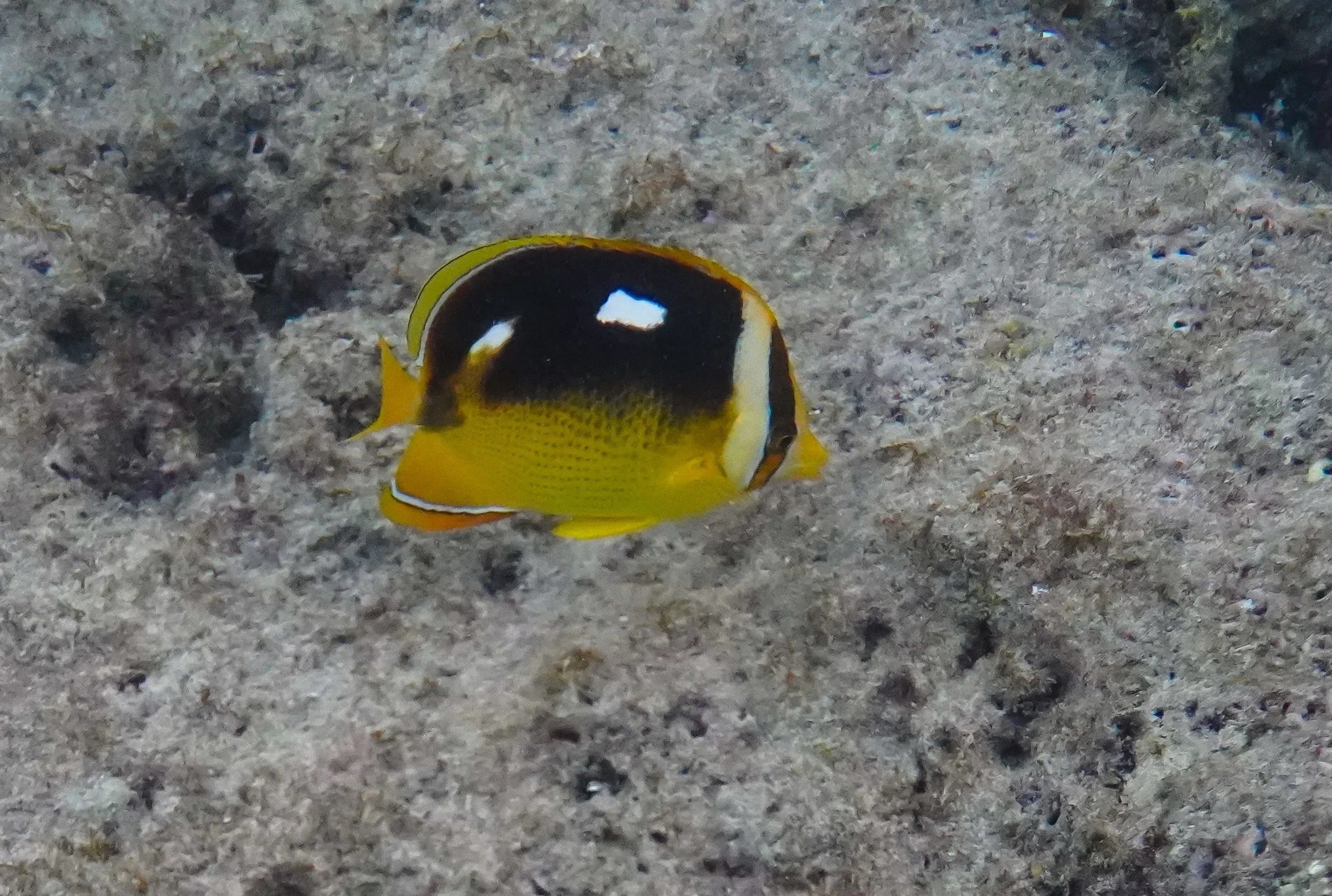 Snorkeling with a school of fish in Hawai’i
